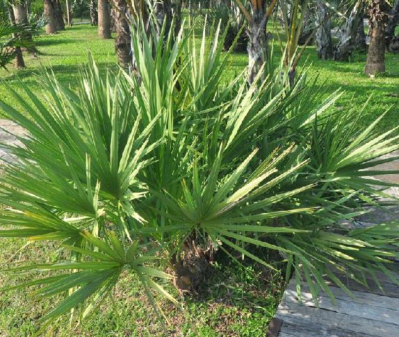 bartram) small)是棕榈科,锯棕属匍匐茎植物,多少有刺,叶掌状,深裂,长