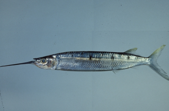  i>hemiramphus far /i> (forssk  l, 1775) ,为辐鳍鱼纲鹤鱵目鱵科 a