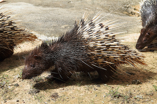 common short-tailed porcupine