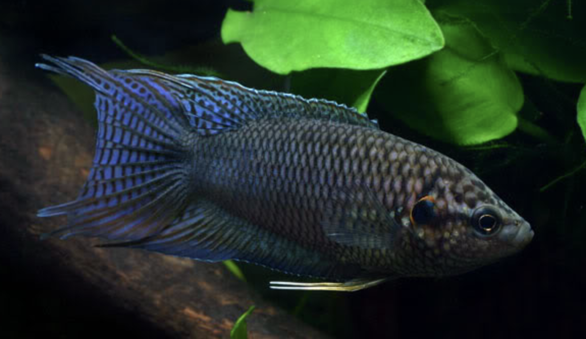 香港黑叉尾斗鱼