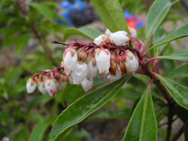 桂花岩陀