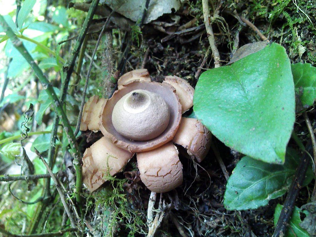  p>小地星(学名:geastrum minimum schwein.