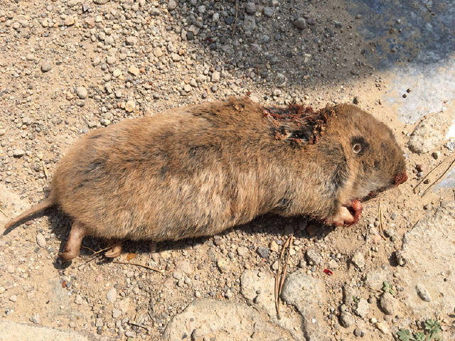 中华鼢鼠甘肃亚种
