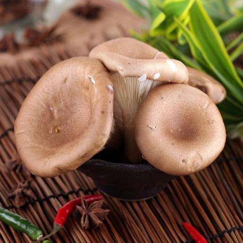  p data-id="gnx0wv03ja">大杯蕈(英文:big clitocybe),又名大杯伞,大