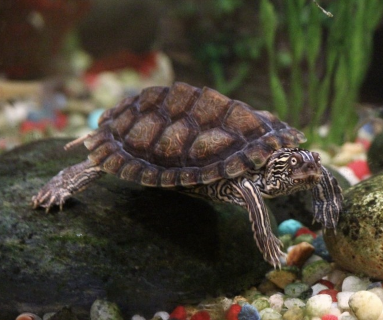  p>德州地图龟(学名: i>graptemys versa /i>)是龟科,地图龟属动物.