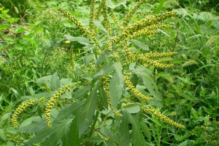  p data-id="tzcgn6udjyvo">豚草是菊科豚草属一年生草本植物.