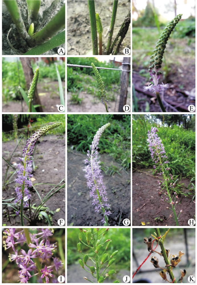 绵枣儿单株开放动态图