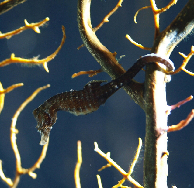 hippocampus japonicus