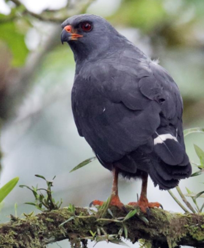  p>铅色南美鵟(学名: i>cryptoleucopteryx plumbea /i>):是鹰科,铅色