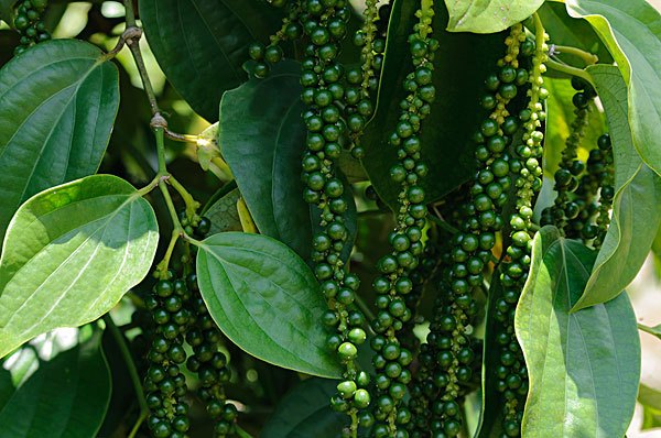 胡椒（胡椒科胡椒属植物）_百度百科