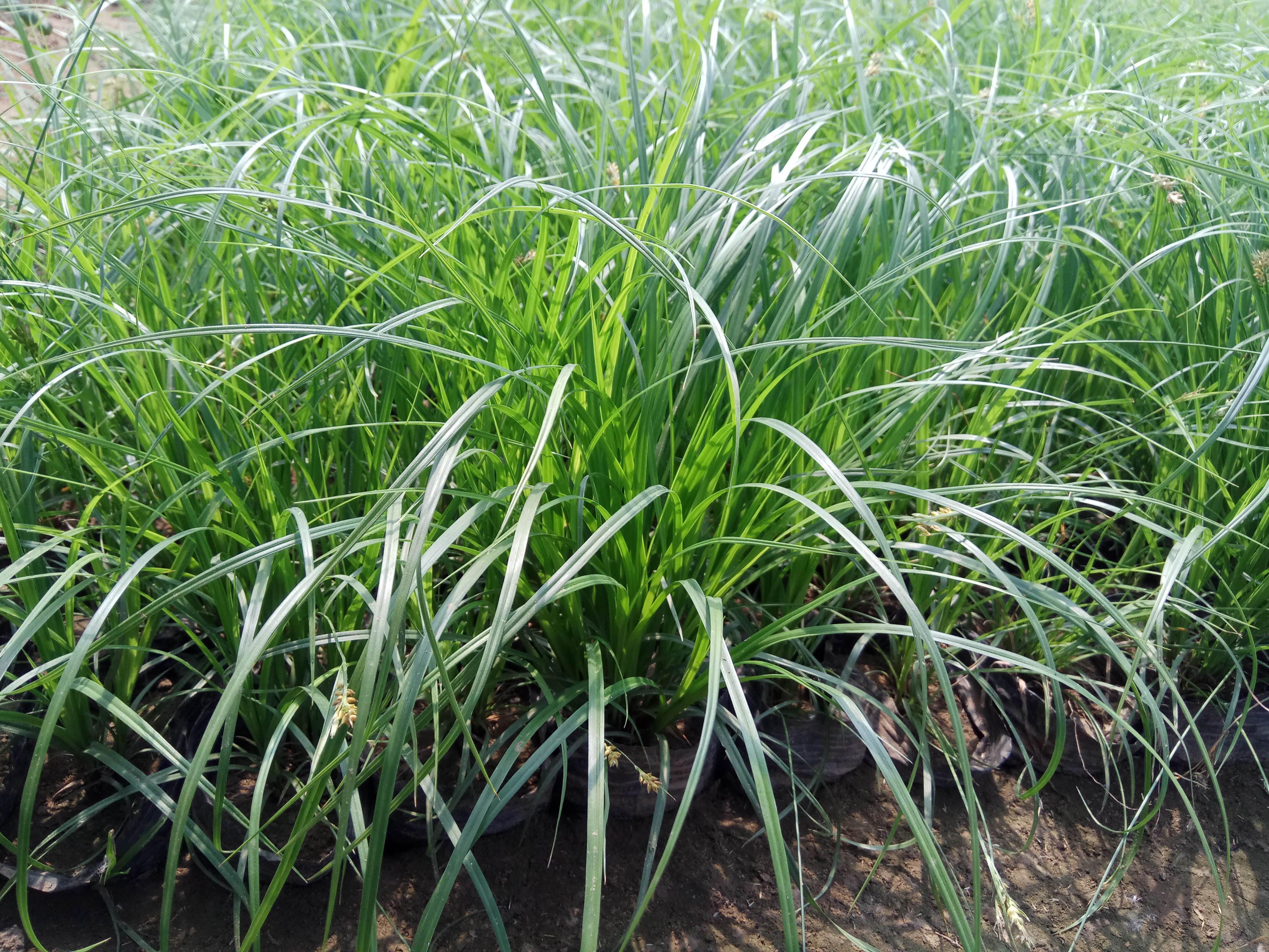 青绿薹草(原变种)