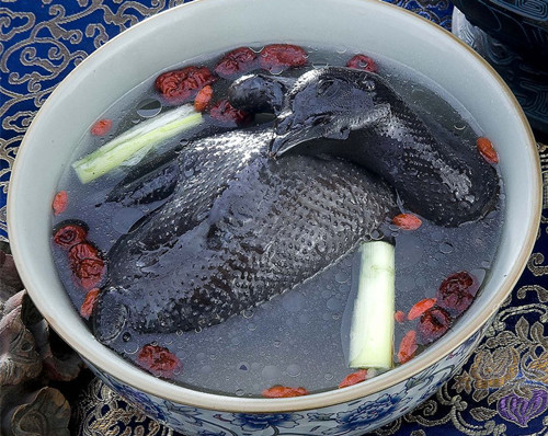 被称为“家禽新秀”的绿壳蛋鸡到底是个什么鸡？_百科TA说
