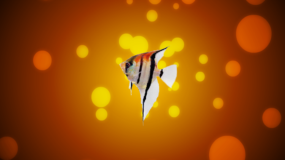 燕鱼:又名神仙鱼