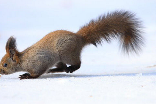 五纹松鼠指名亚种