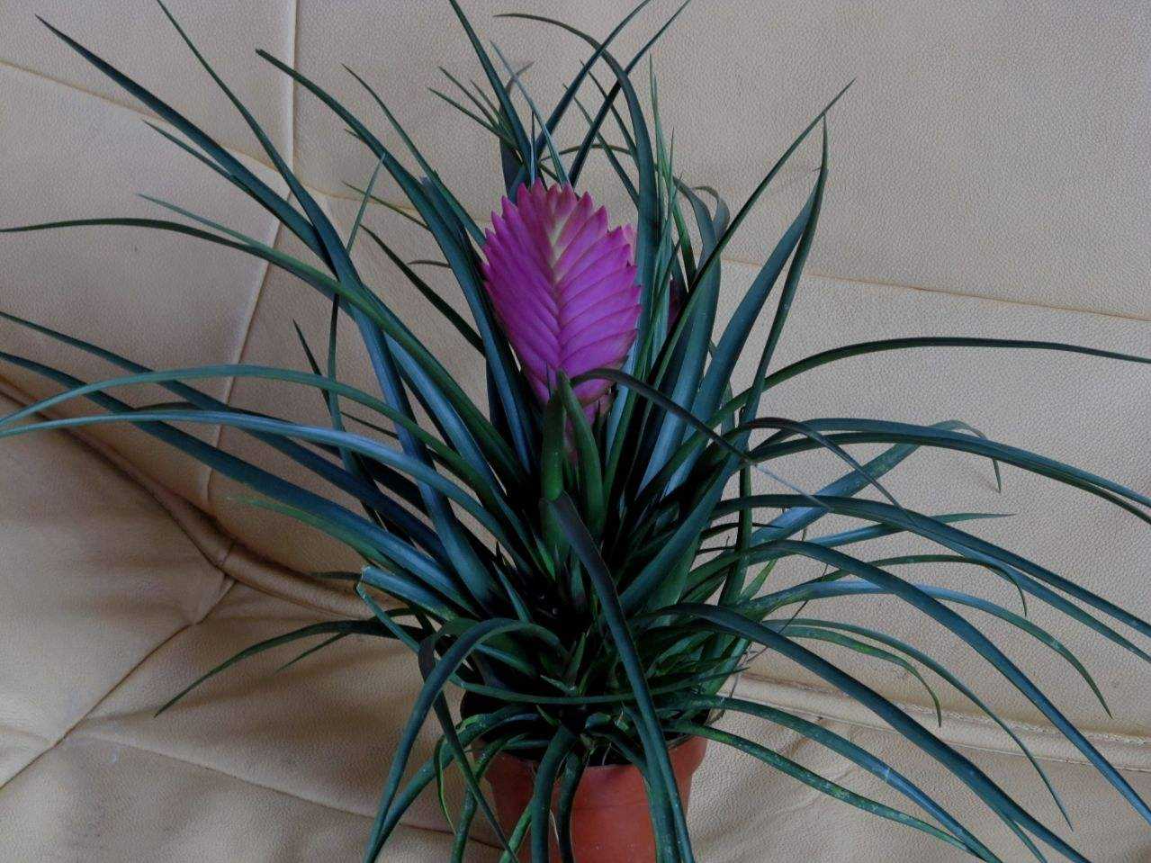  p data-id="9egknng">帽子精灵无性系1号是一种凤梨科,铁兰属植物.