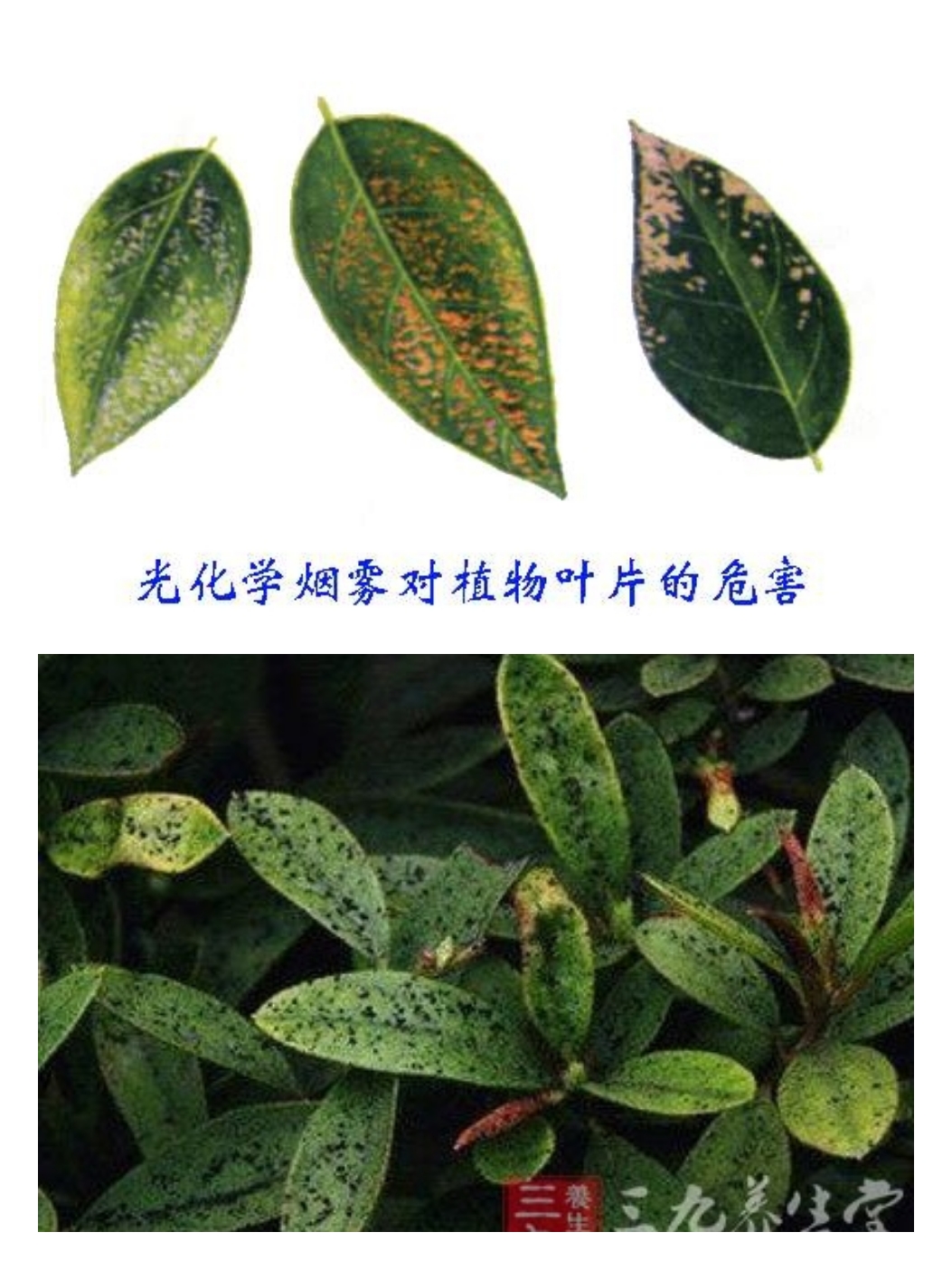 大气污染对植物的影响