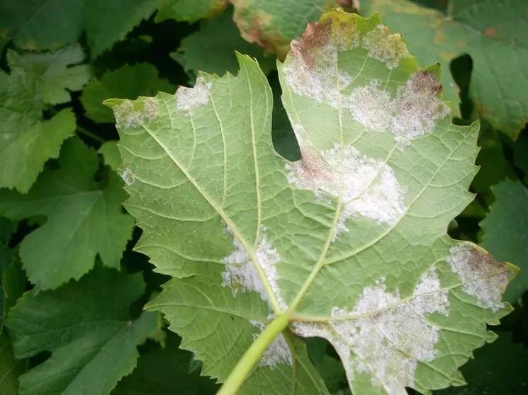 data-lemmaid="53056082">mildew /a>)是由葡萄生单轴霉侵染所引起的