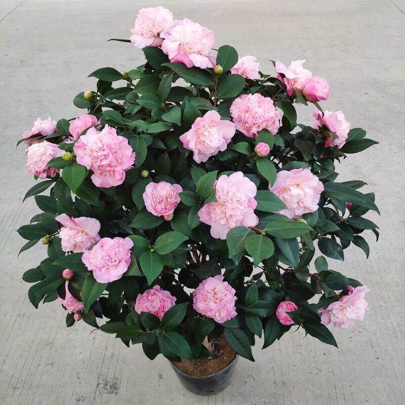 以“香”闻名的“香妃”山茶花，香气冠绝群芳，养护简单易开花_百科TA说
