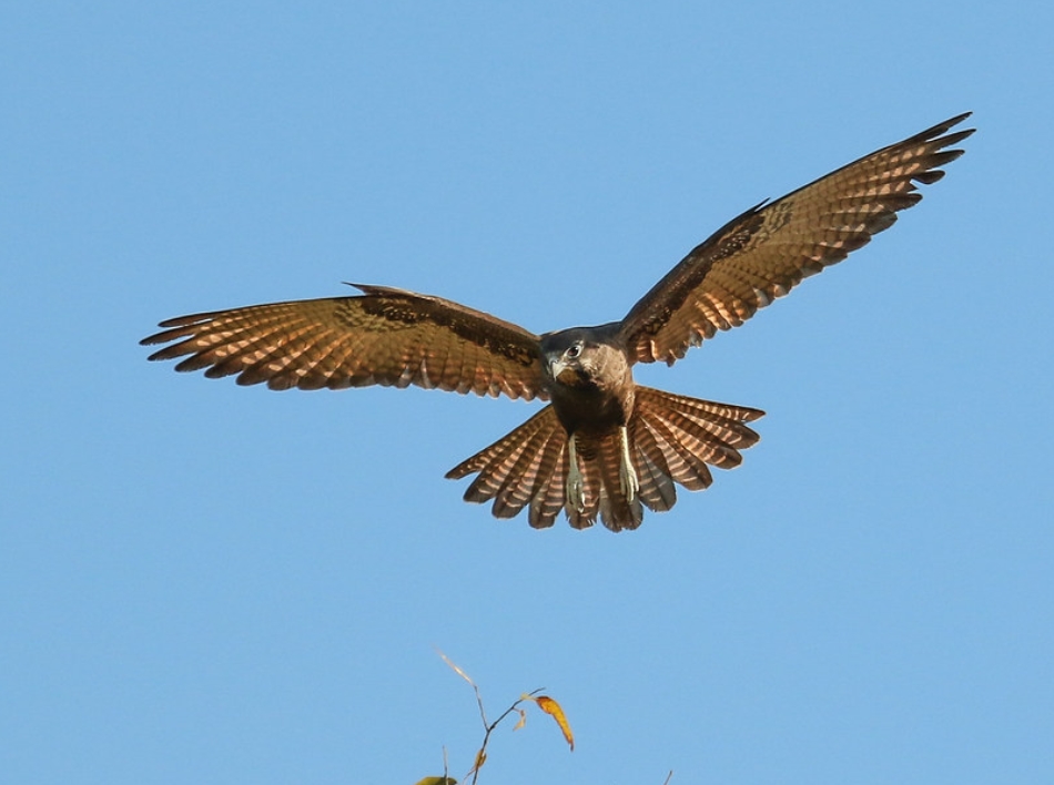  p>黑隼(学名: i>falco subniger /i>):是隼科,隼属的一种猛禽.
