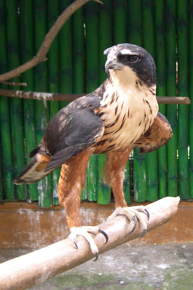 棕腹隼雕台湾亚种