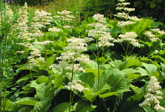 鬼灯檠 百度百科