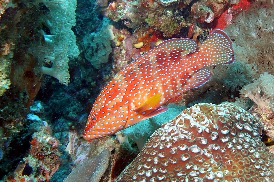  p>青星九棘鲈 (学名: i>cephalopholis miniata /i>)是鮨科,九棘鲈属