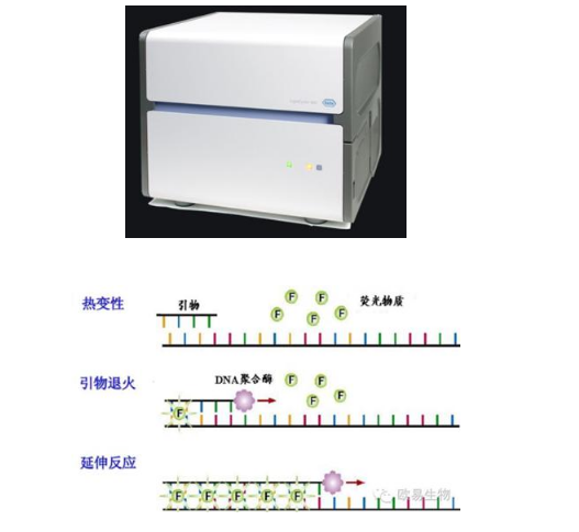 荧光定量 全网资源