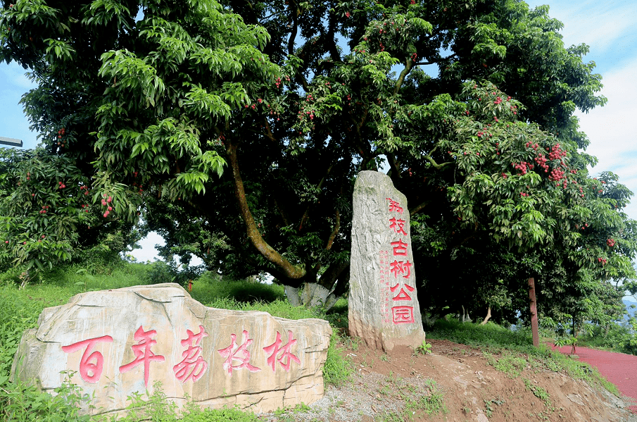  /p> p>合江荔枝已有两千多年的栽培历史,在 a target="_blank" href=
