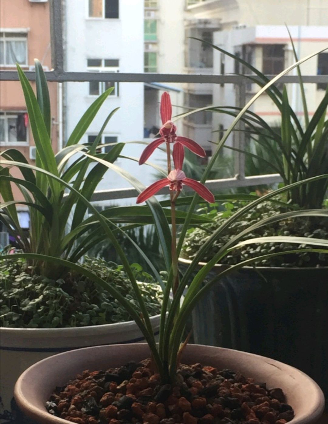 七宝花唐草宝寿文建水 七宝花唐草宝寿文建水 - メルカリ