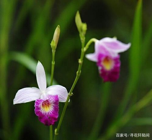 竹叶兰，一种长的像杂草，但在开花一瞬间便能惊艳到你的美丽花儿_百科TA说
