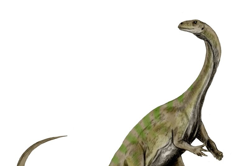  p>巨椎龙(属名:massospondylus)又名 a target="_blank" href="/item