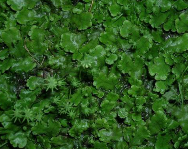 苔藓植物“地钱”居然可以吃？那它还有其他别的价值吗？_百科TA说