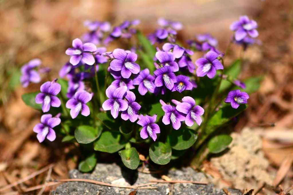  p>早开堇菜(学名: i>viola prionantha /i> bunge)是堇菜科,堇菜属