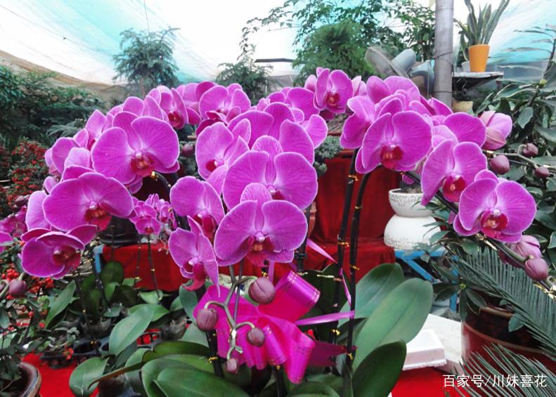 公认难养的蝴蝶兰 老花匠用了2个技巧 不黄叶烂根 花开满枝条 百科ta说
