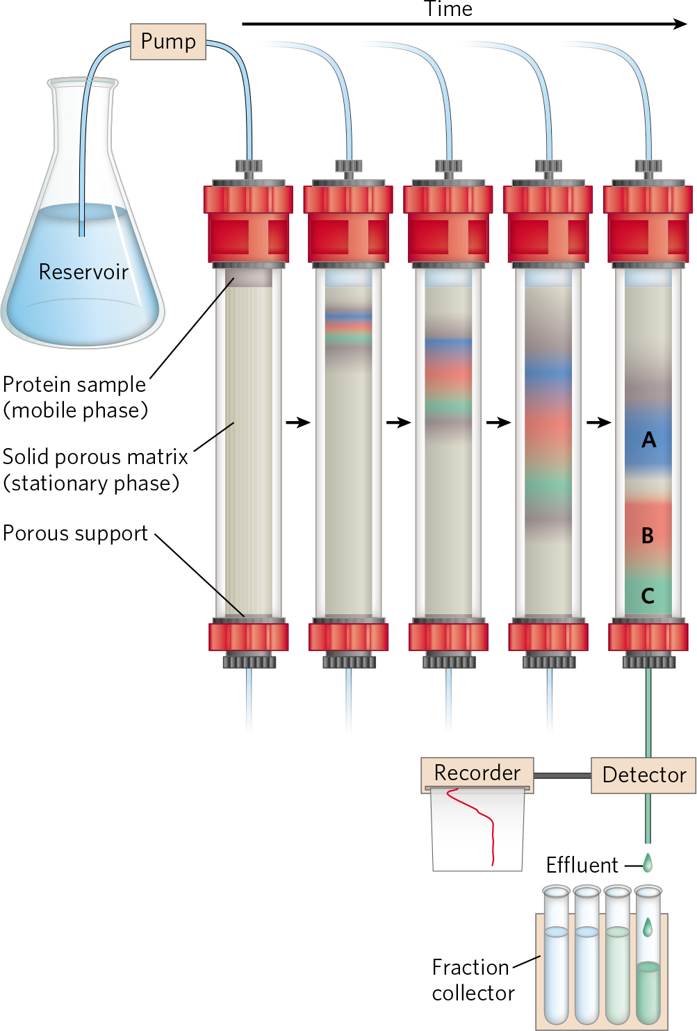  p>柱层析技术(column chromatography) 又称柱色谱技术,主要原理是