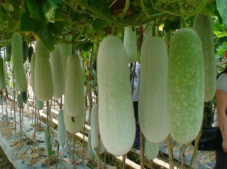  p>脆白是毛节瓜新品种,在 a target="_blank" href="/item/广西