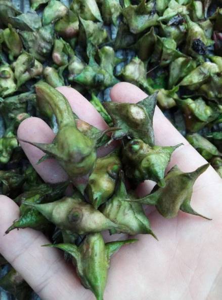 菱角（菱科菱属植物）_百度百科