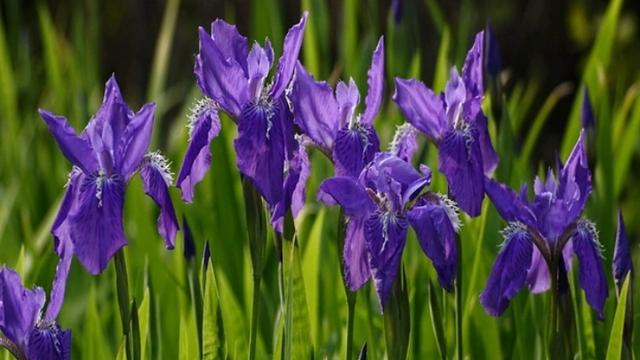 园艺家们的最爱 玉蝉花 花菖蒲和黄菖蒲 百科ta说