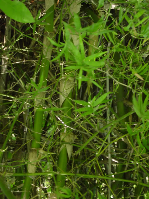  p data-id="gnb407aawi">小簕竹( i>bambusa