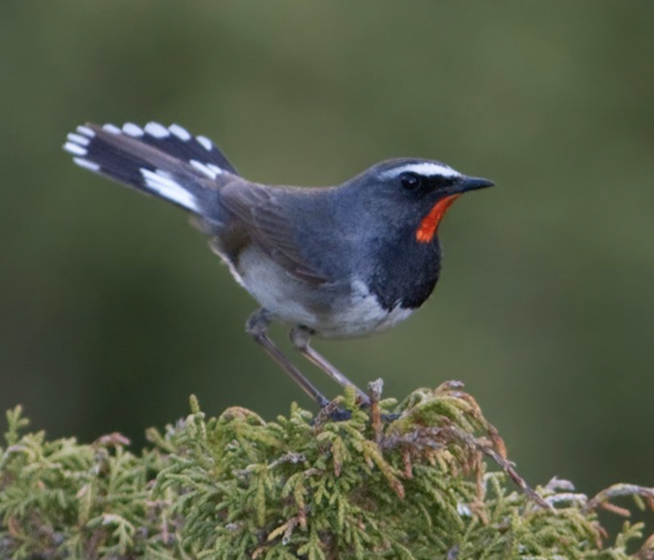  p>黑胸歌鸲(学名: i>luscinia pectoralis /i>)是鹟科,歌鸲属小型