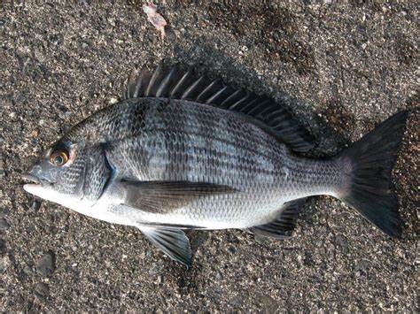  p>黑鲷(学名: i>acanthopagrus schlegelii /i>)是鲷科,黑鲷属鱼类.