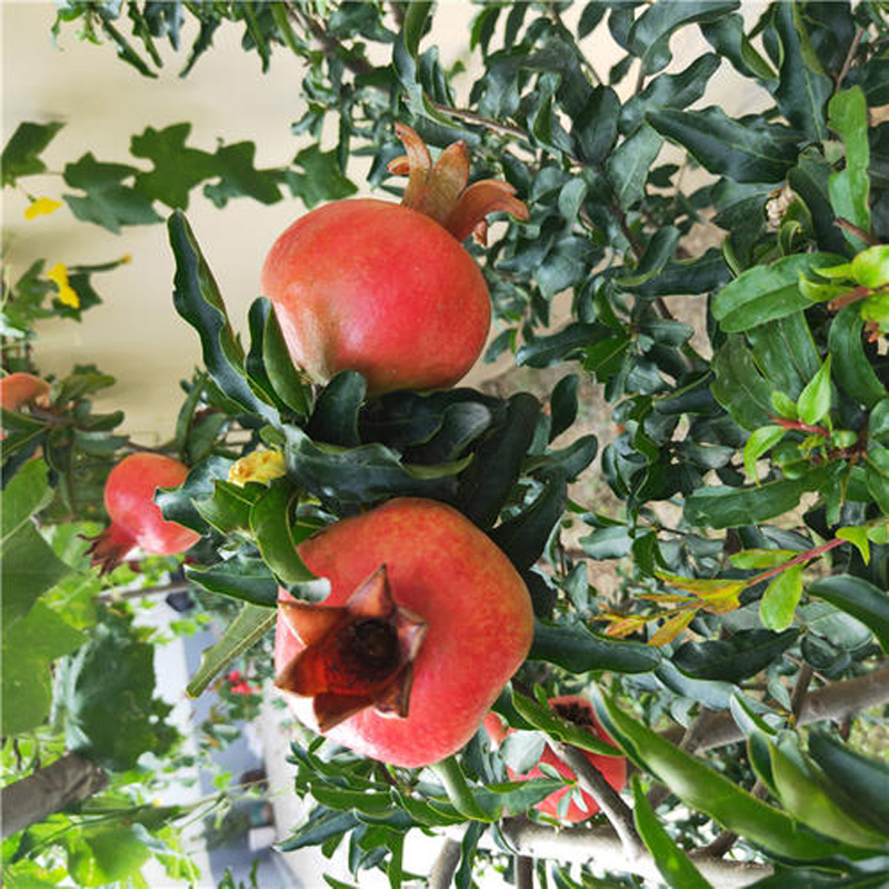  p>石榴属(学名: i>punica /i> linn.):是桃金娘目,千屈菜科的一个属.