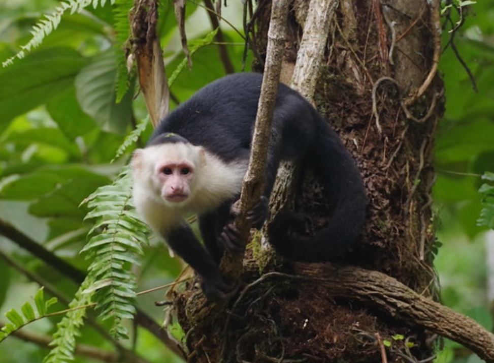 哥伦比亚白喉卷尾猴