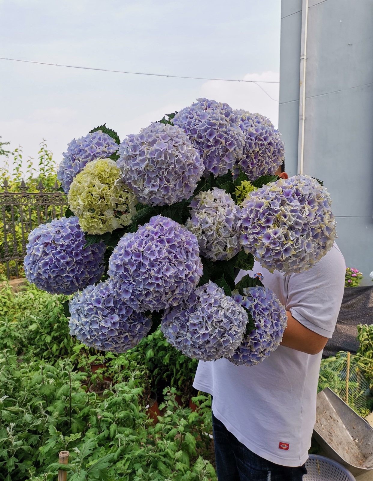 魔幻海洋 阳台也能养的绣球花 植株矮小 超大花球 花期跨三季 百科ta说