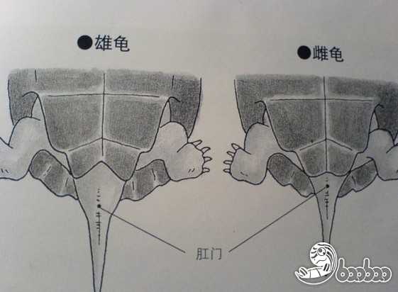中华草龟