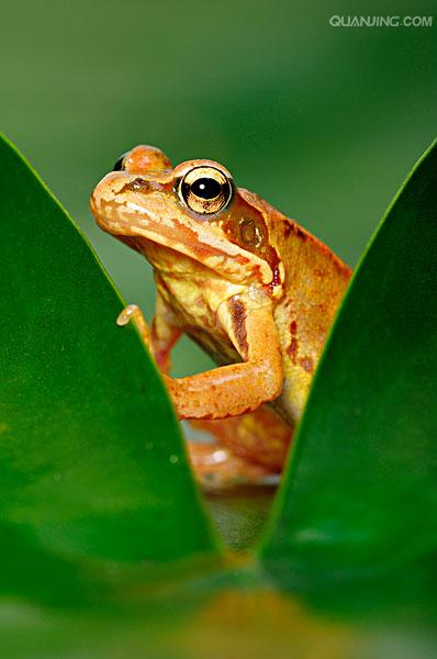 林蛙
