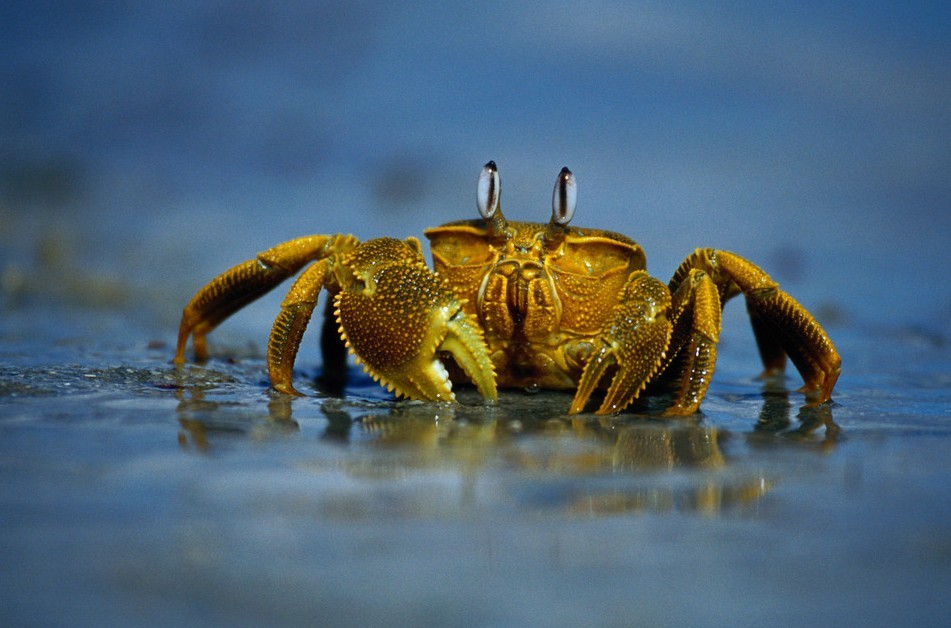 data-lemmaid="3991784">甲壳类 /a>动物,它是用鳃呼吸的