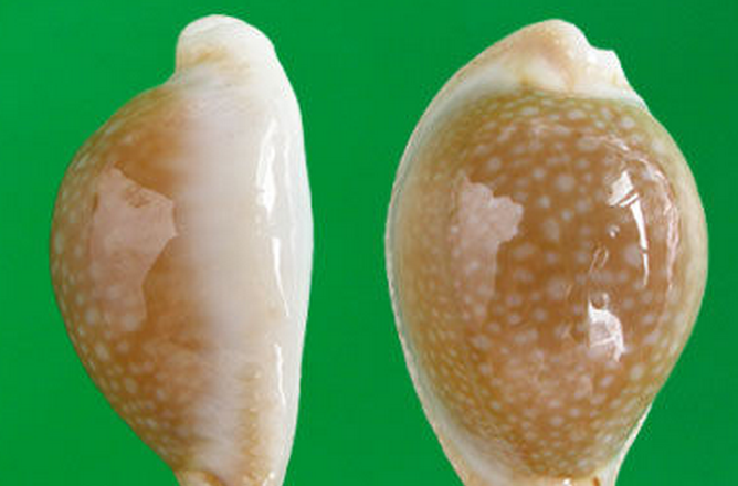  p>初雪宝螺(学名:erosaria miliaris miliaris)是腹足纲宝螺科的 a