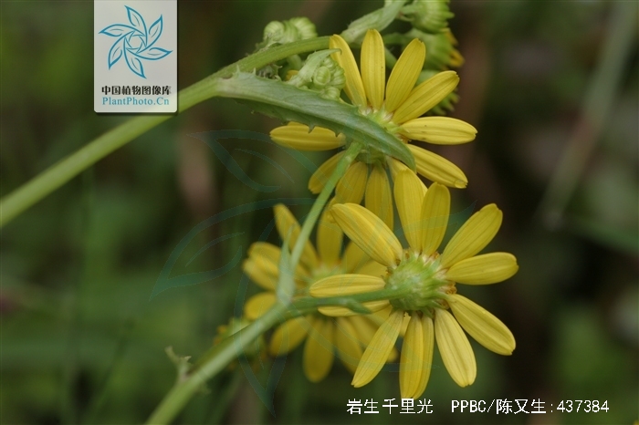 target="_blank" href="/item/千里光属">千里光属 /a>的植物