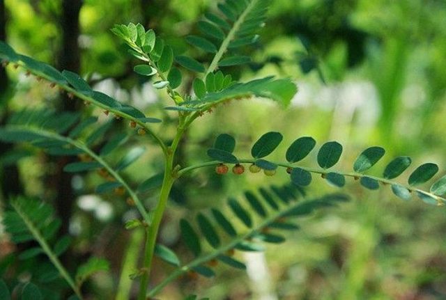  p>帚枝鼠李(rhamnus virgata roxb.